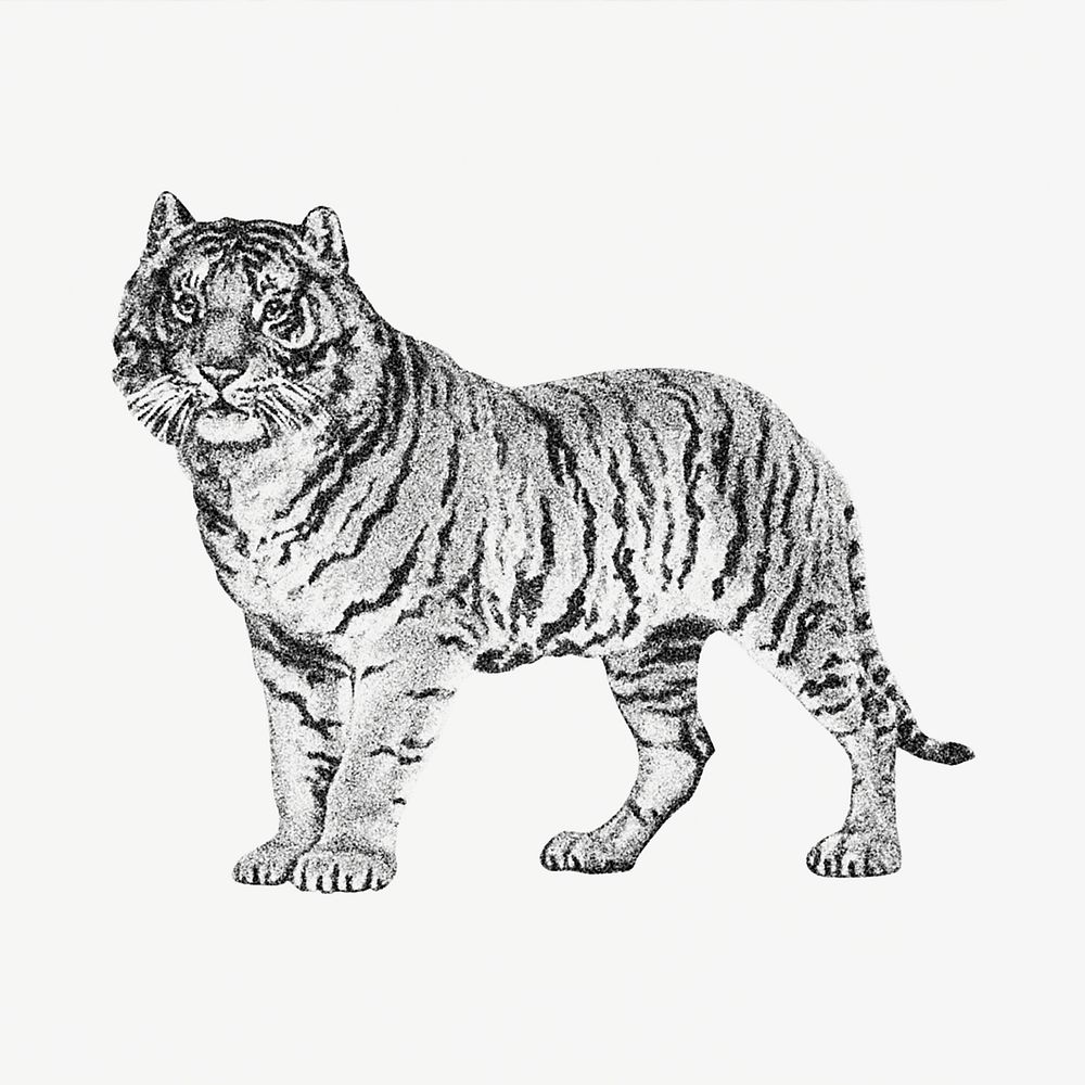 Vintage monochrome standing tiger illustration