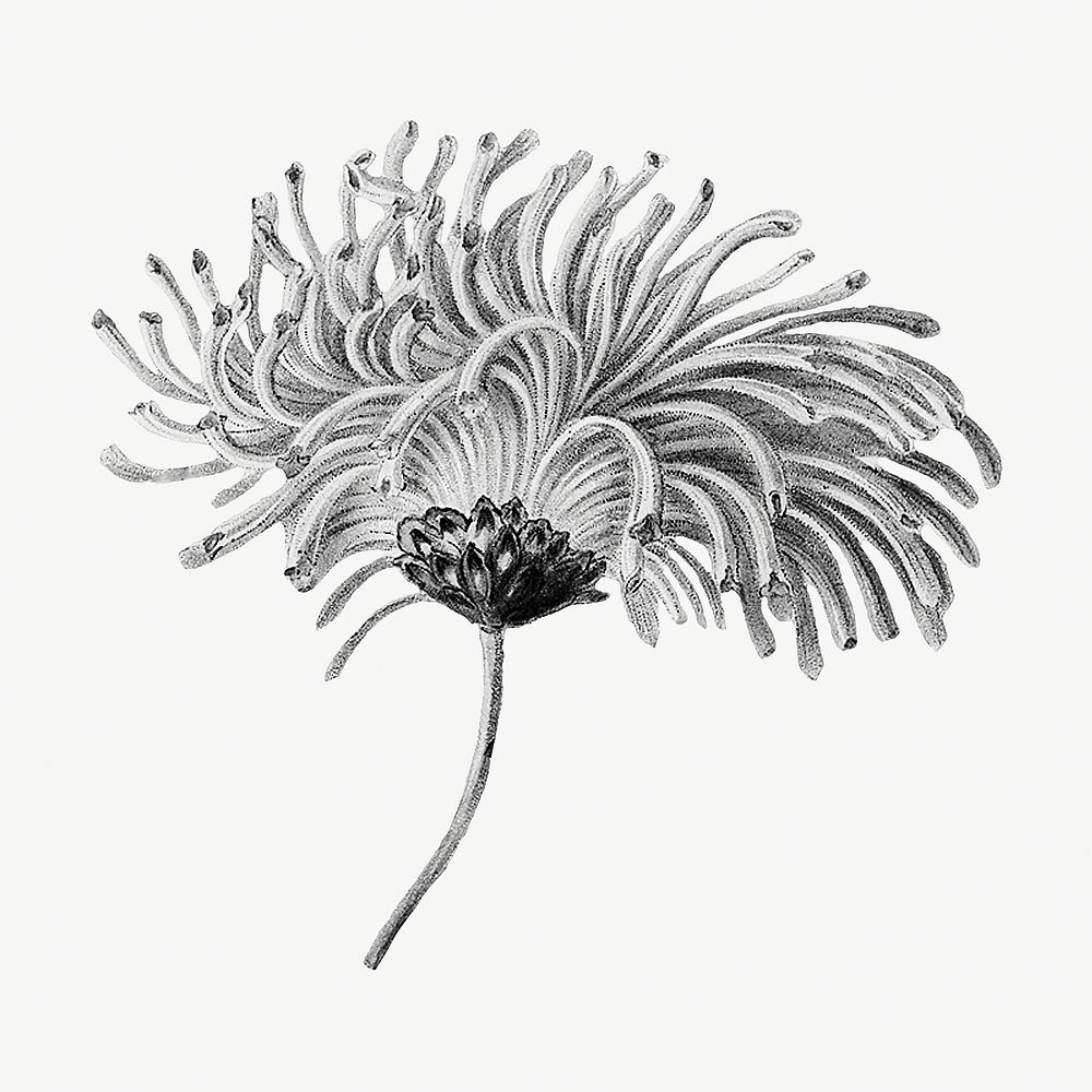 Vintage monochrome blooming chrysanthemum design element