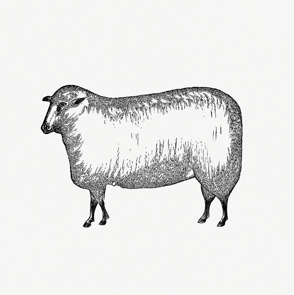 Vintage European style livestock sheep engraving from Columbus, Ohio by Jacob H. Studer (1873). Original from the British…
