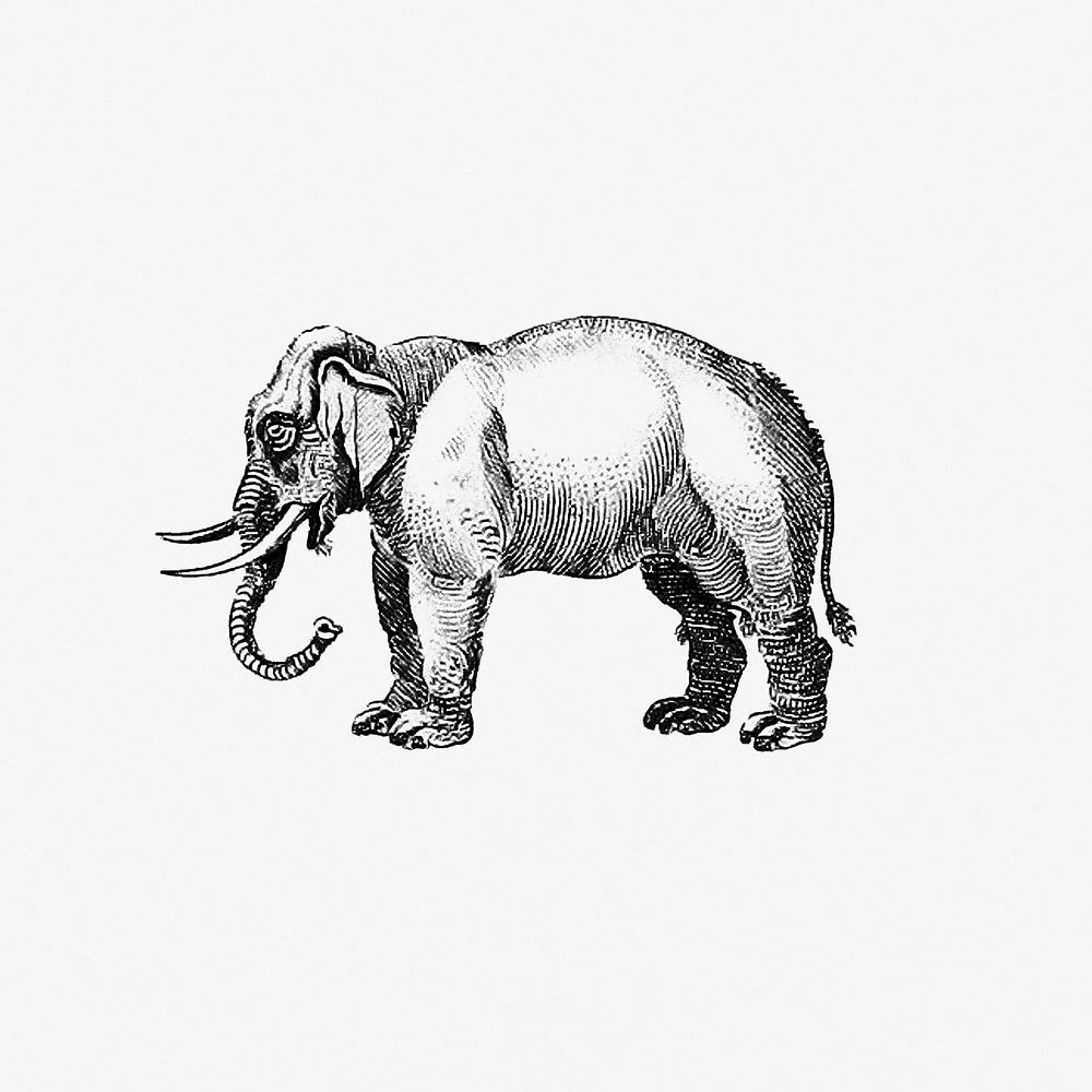 Vintage European style elephant engraving by Oliver Goldsmith (1775). Original from the British Library. Digitally enhanced…