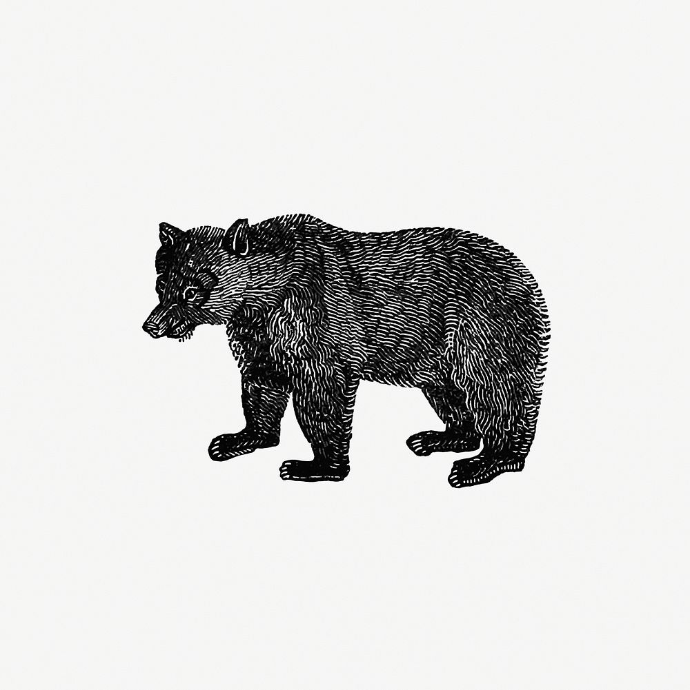 Vintage European style bear engraving