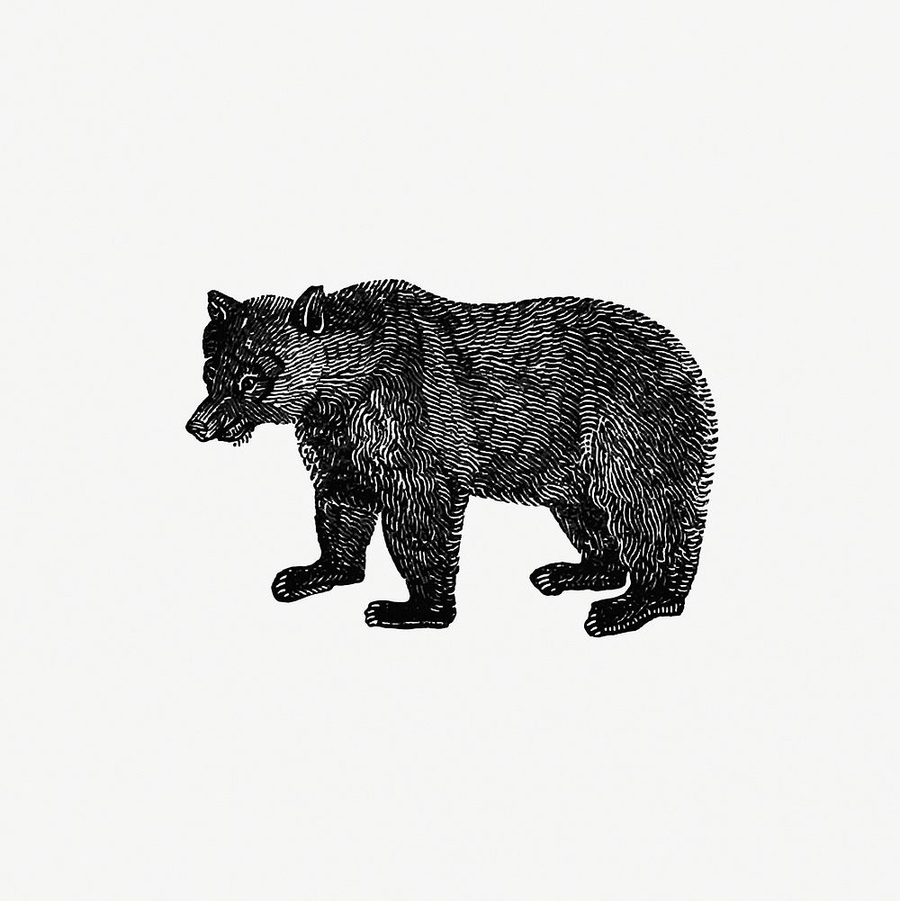 Vintage European style bear engraving from The Polar Regions Of The Western Continent Explored; Embracing A Geographical…