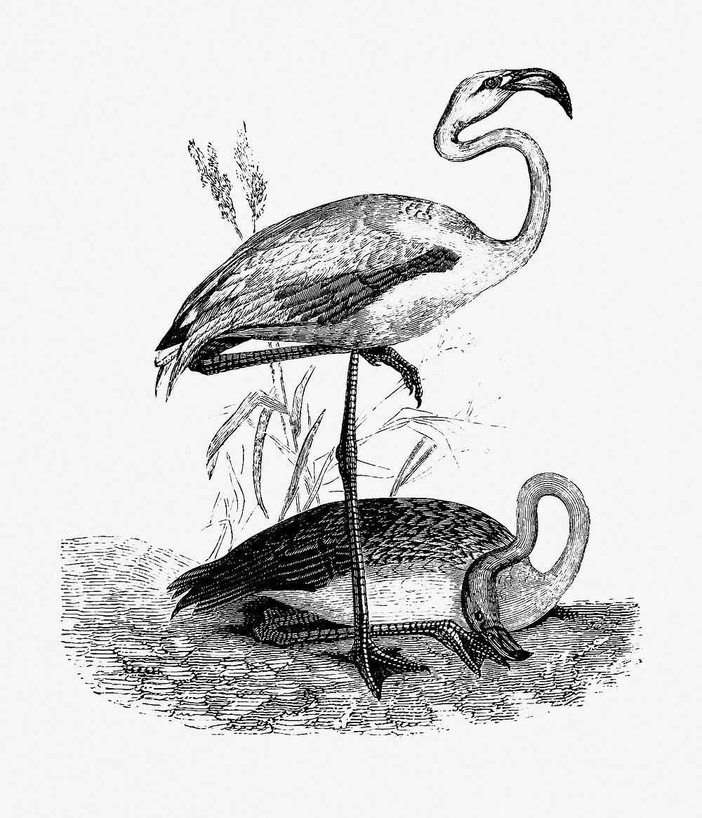 Flamingos from Voyages Dans les Deux Oc&eacute;ans Atlantique et Pacifique (1844) published by Eugène Delessert. Original…