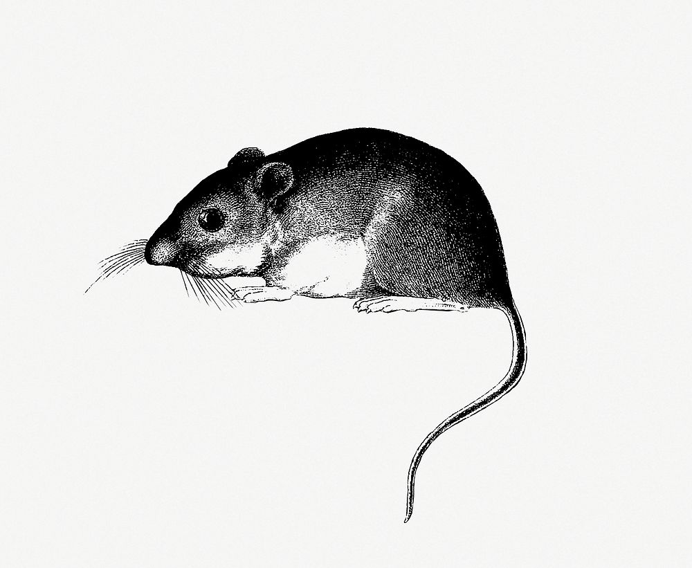 Mouse from Report of an Expedition Down the Zuni and Colorado Rivers (1853) published by Lorenzo Sitgreaves. Original from…