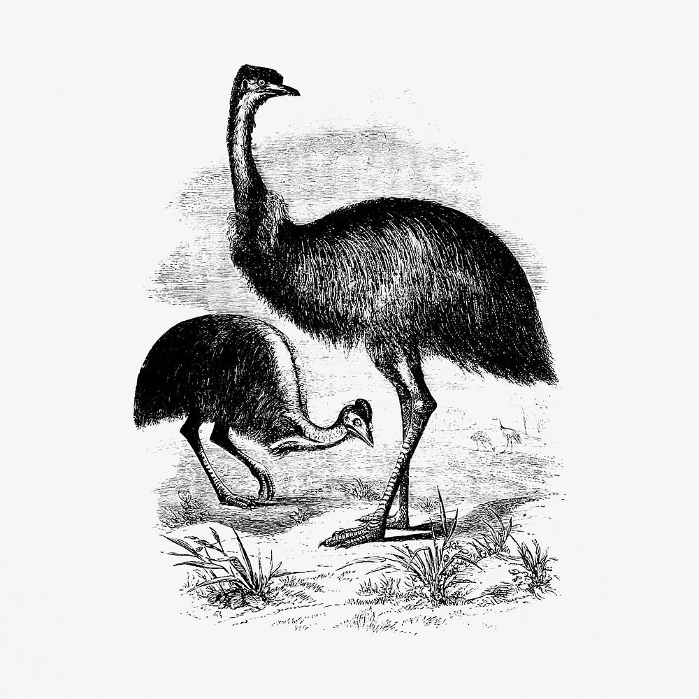 Cassowary from Adventures of a Gold-Digger (1856) published by John Sherer. Original from the British Library. Digitally…