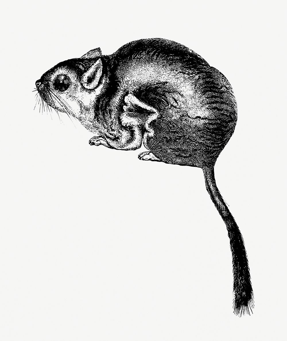 Lord Derby's scaly-tailed squirrel from Voyages et Aventures Dans l'Afrique équatoriale (1863) published by Paul Belloni Du…