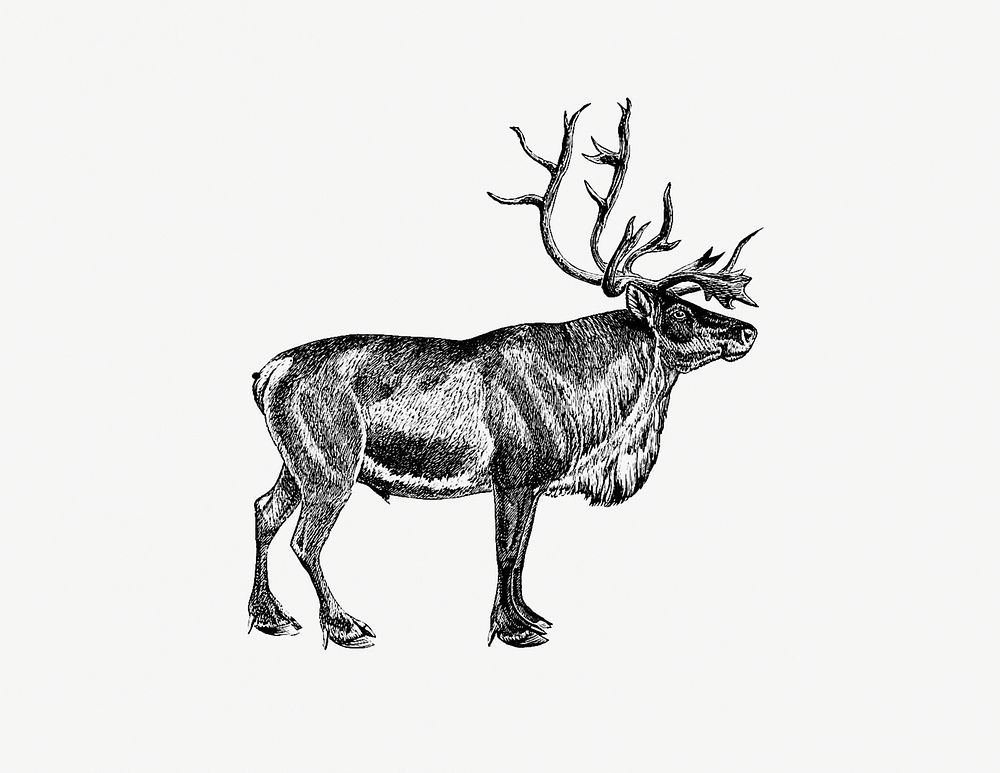 Wild European reindeer from A Summer in Norway ... Also, an Account of the Red-Deer, Reindeer and Elk (1875) published by…