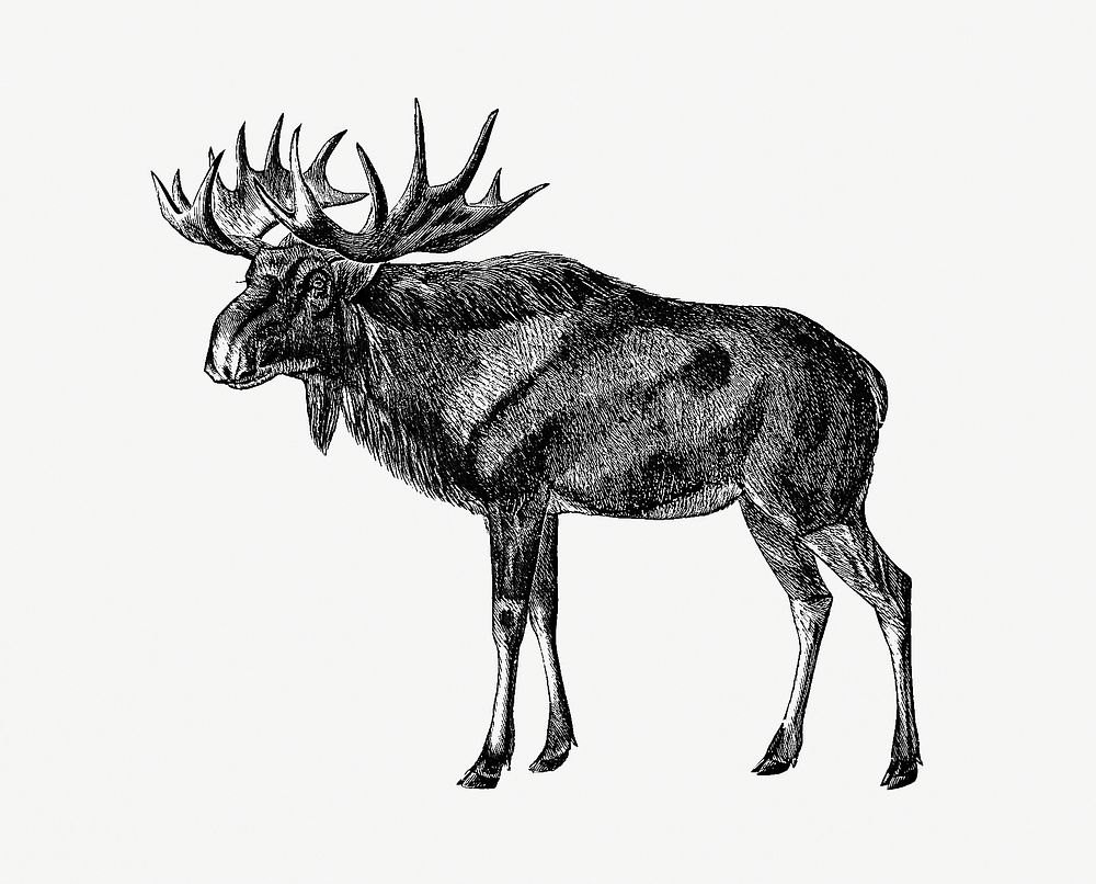 Scandinavian elk from 'A Summer in Norway ... Also, an Account of the Red-Deer, Reindeer and Elk (1875) published by John…