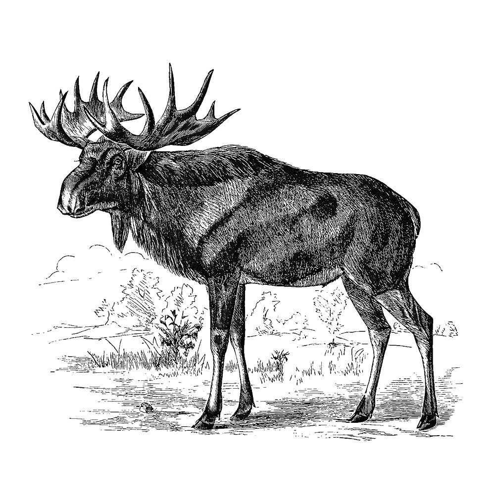 Drawing of Scandinavian elk