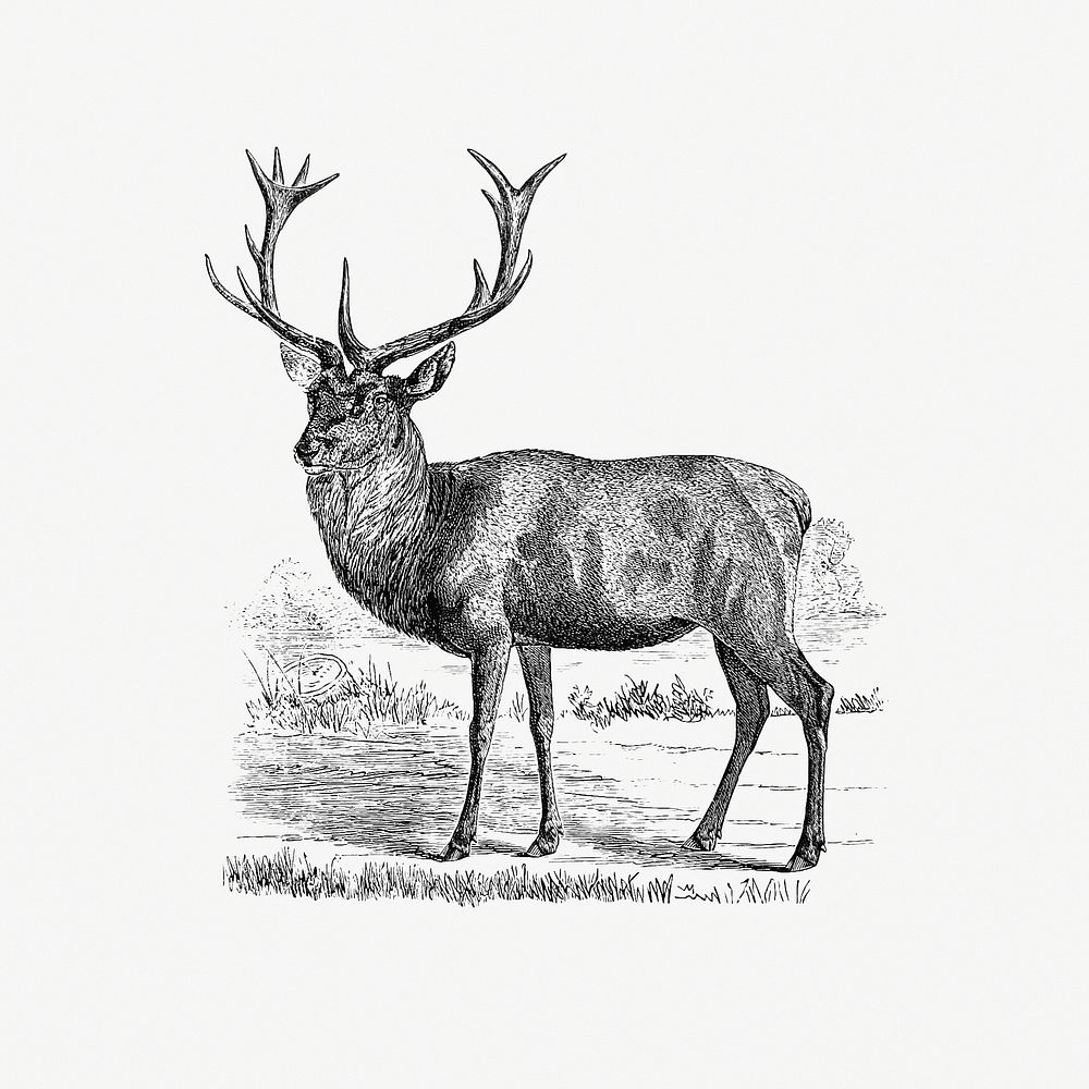 Red deer from A Summer in Norway ... Also, an Account of the Red-Deer, Reindeer and Elk (1875) published by John Dean Caton.…