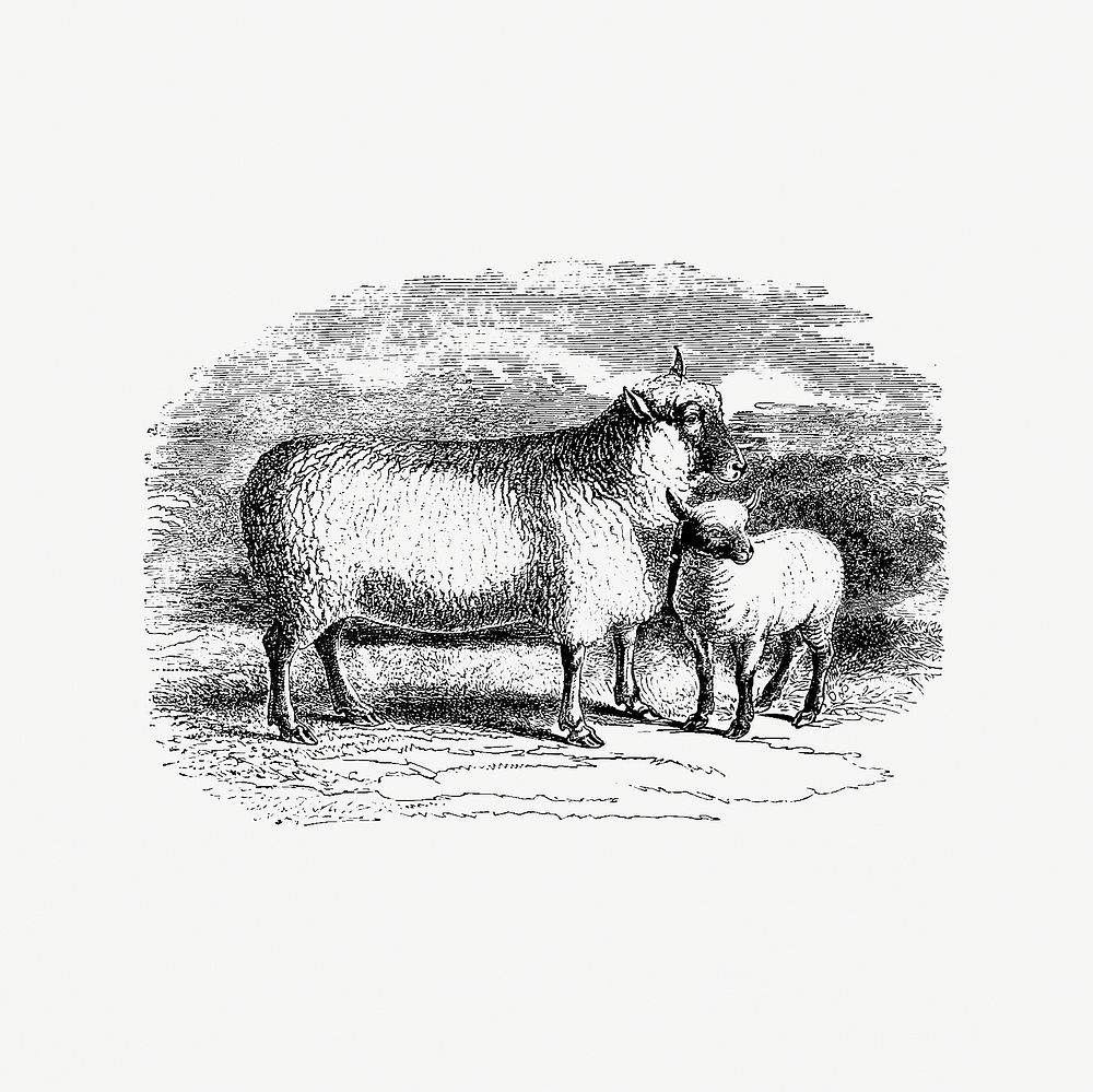 Sheep from On the Domesticated Animals of the British Islands: Comprehending the Natural and Economical History of Species…