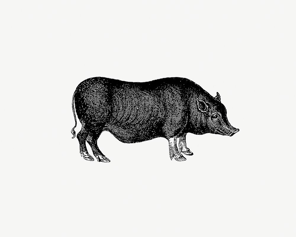 Drawing of pig