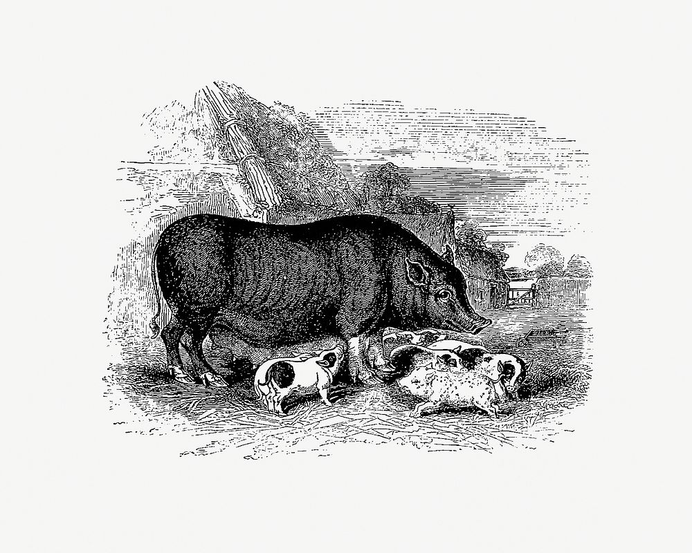 Pig from On the Domesticated Animals of the British Islands: Comprehending the Natural and Economical History of Species and…