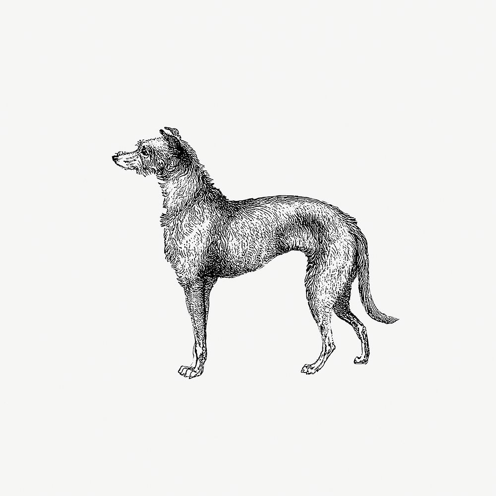 Scottish Deerhound from On the Domesticated Animals of the British Islands: Comprehending the Natural and Economical History…