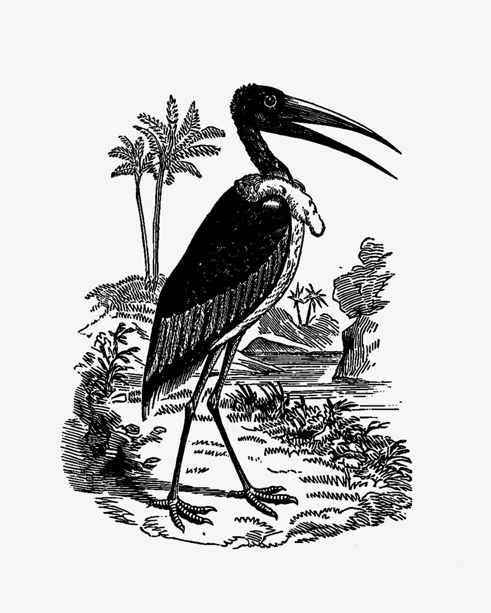 Drawing of greater adjutant