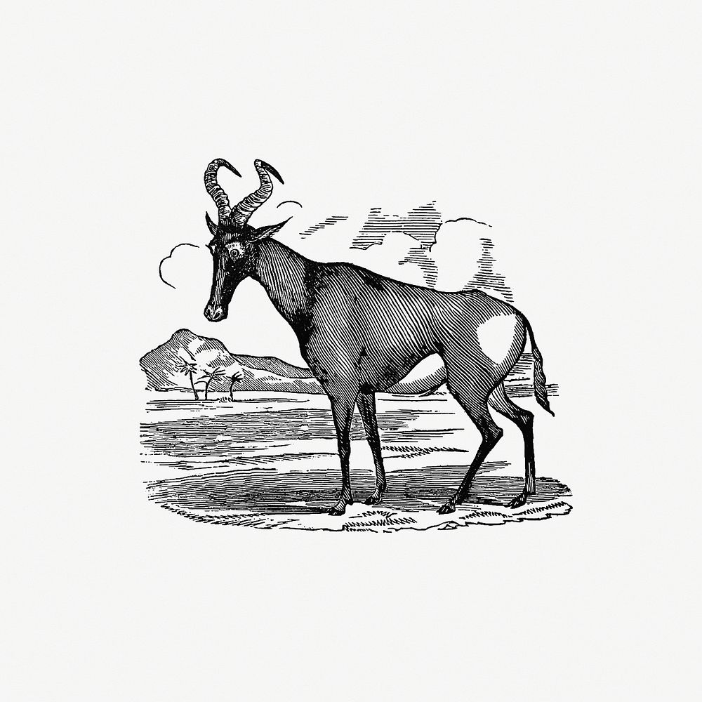 Drawing of hartebeest