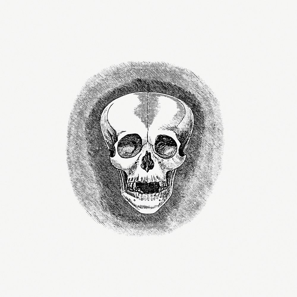 Skull from Two Years in Peru (1873) published by Daniel Berrera. Original from the British Library. Digitally enhanced by…