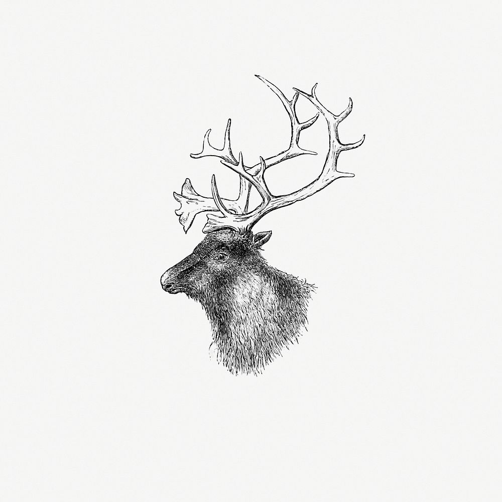 Drawing of an elk
