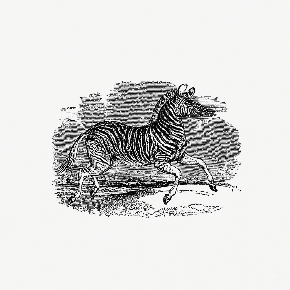 Zebra from The Land of the Lion; or, Adventures Among the Wild Animals of Africa (1876). Original from the British Library.…