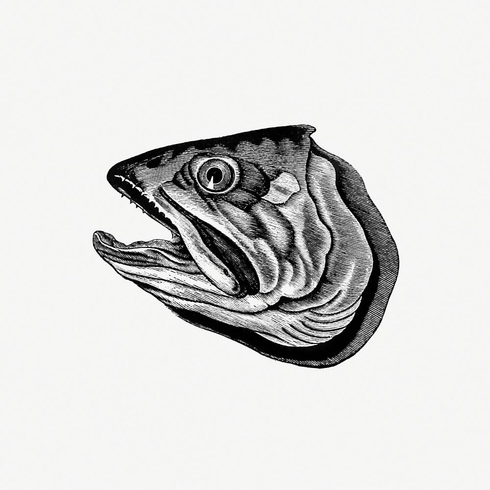 Fish head from Canoe And Camera: A Two Hundred Mile Tour Through The Maine Forests (1880) published by Thomas Sedgwick…