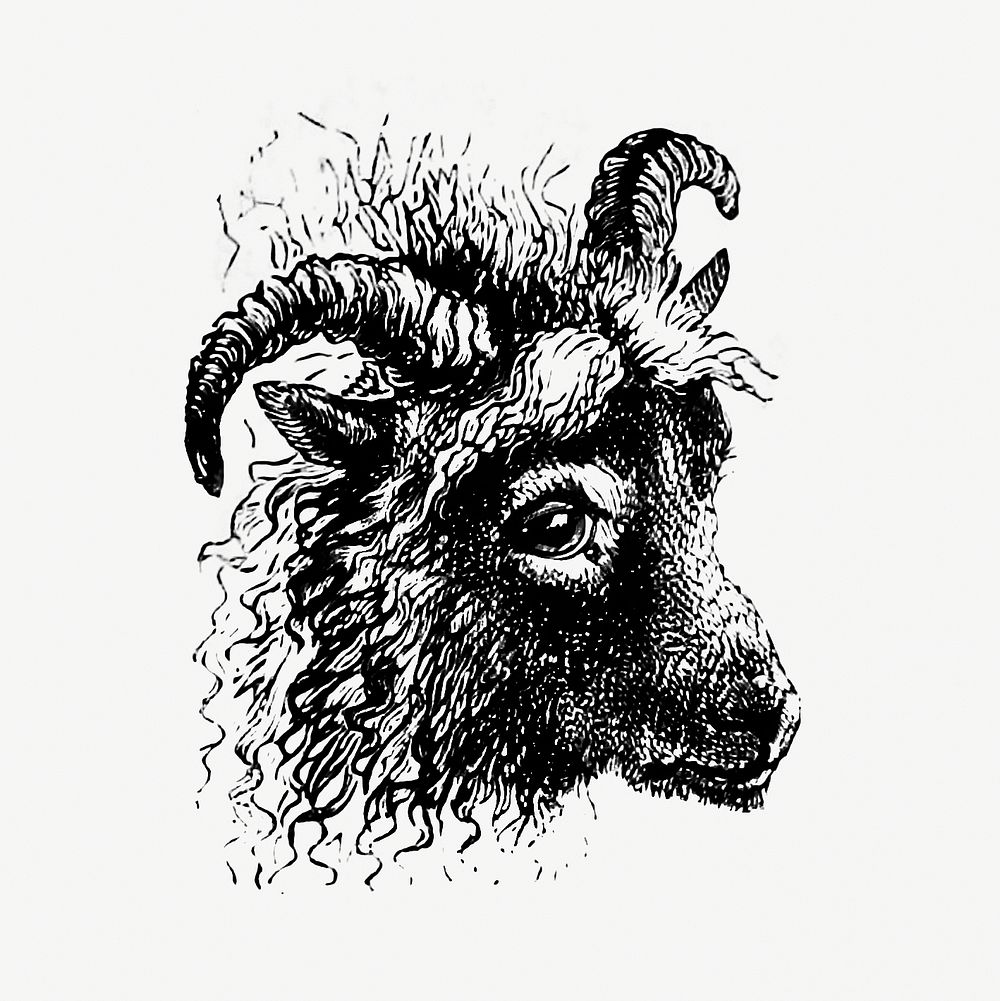 Drawing of a goat