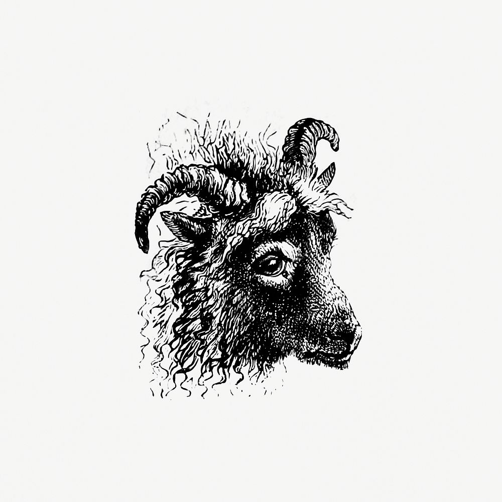 Goat from Aileen Aroon: a Memoir [of a dog]. With Other Tales of Faithful Friends and Favourites, Sketched From the Life…