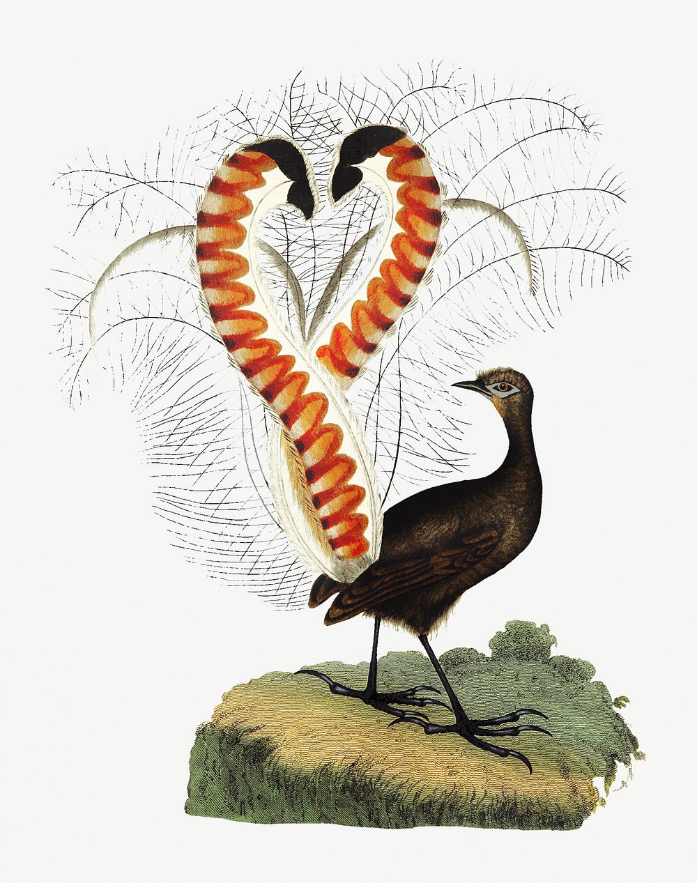 Lyrebird from An Account of the English Colony in New South Wales (1804) published by David Collins. Original from the…