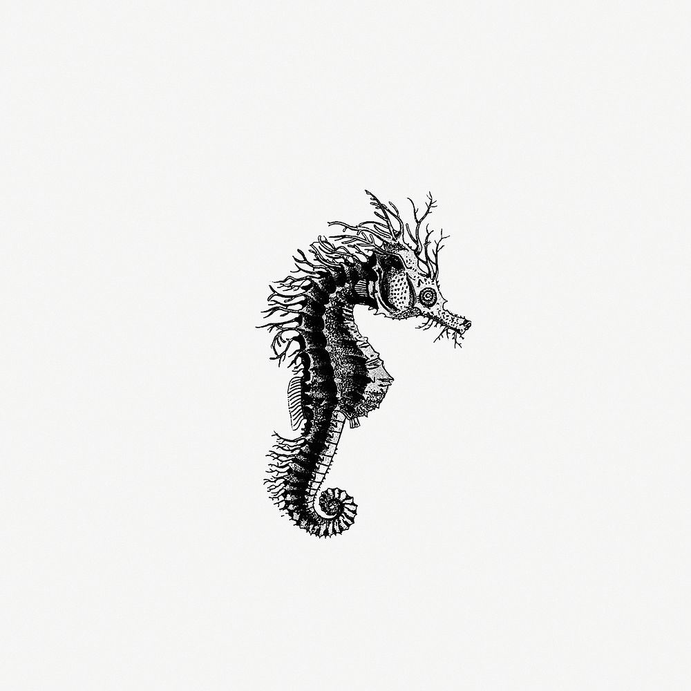 Drawing of a seahorse
