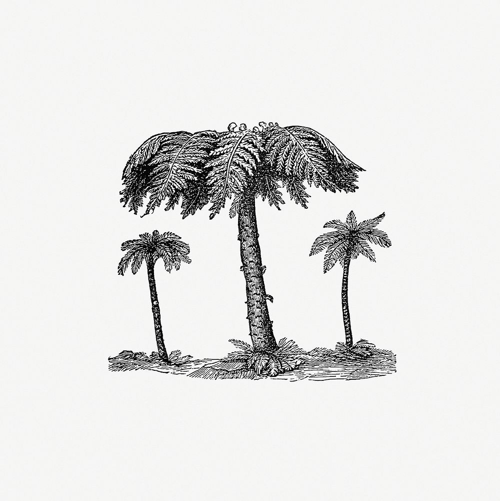 Drawing of  fern trees