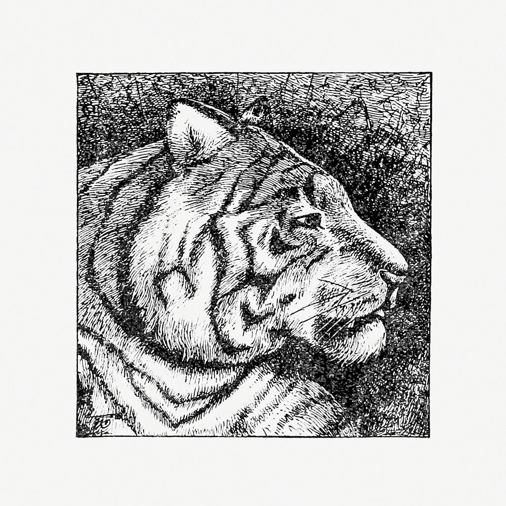 Drawing of a tiger head