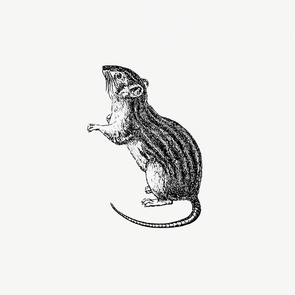 Drawing of a rodent