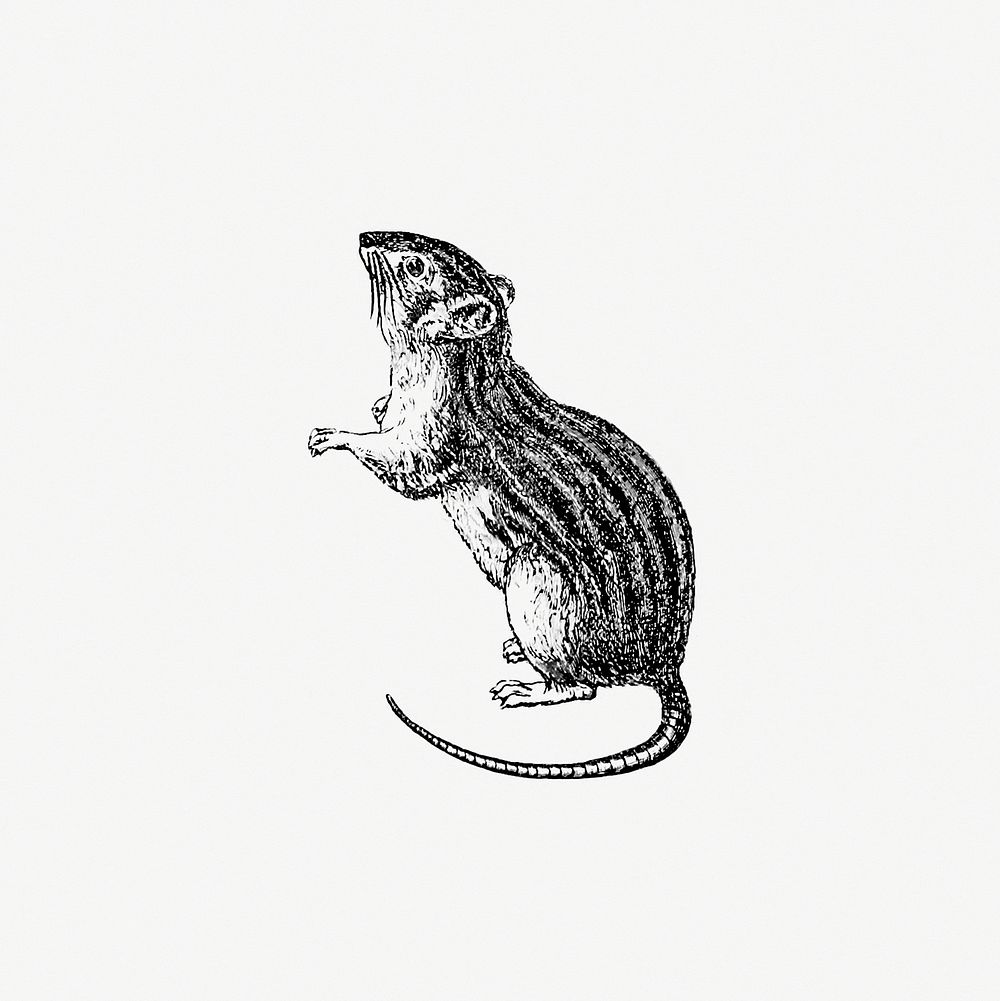 Rodent from Portuguese Expedition to Muatianvua Ethnographia and Traditional History of the People of Lunda... Edition…