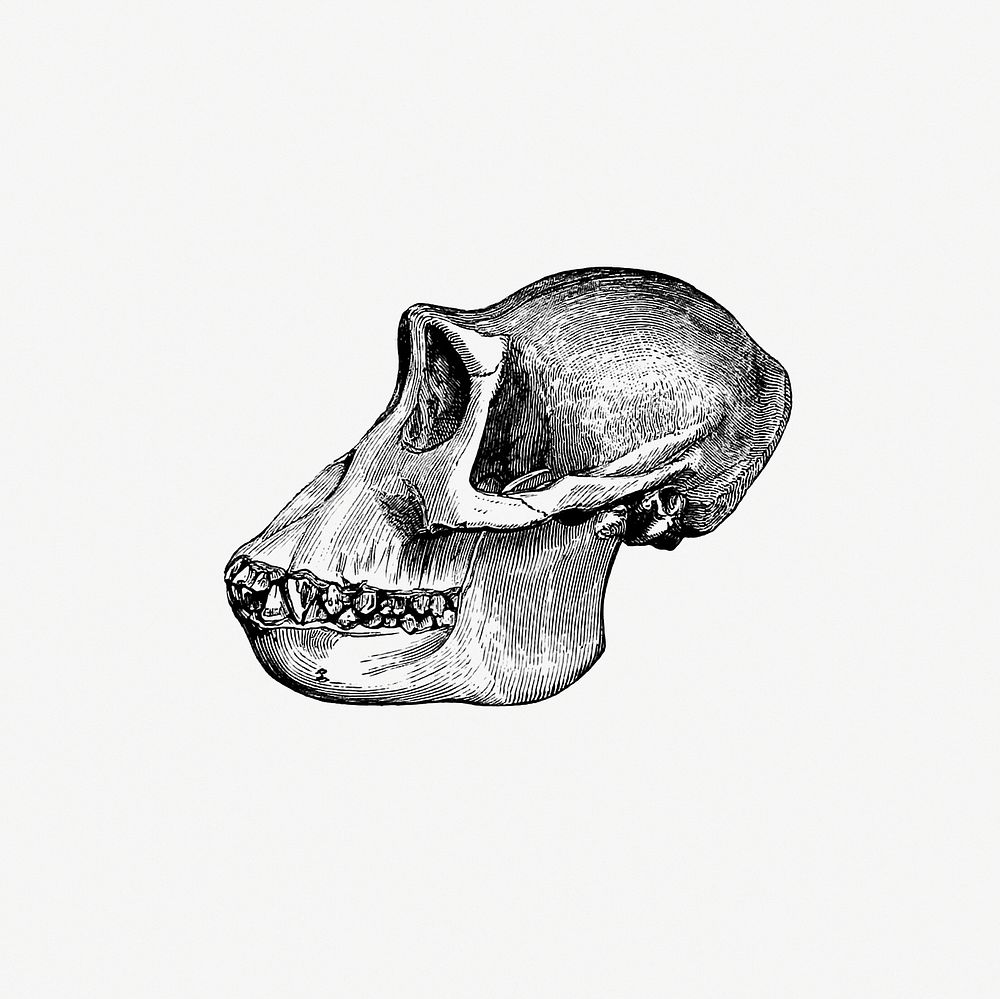 Drawing of a gorilla skull