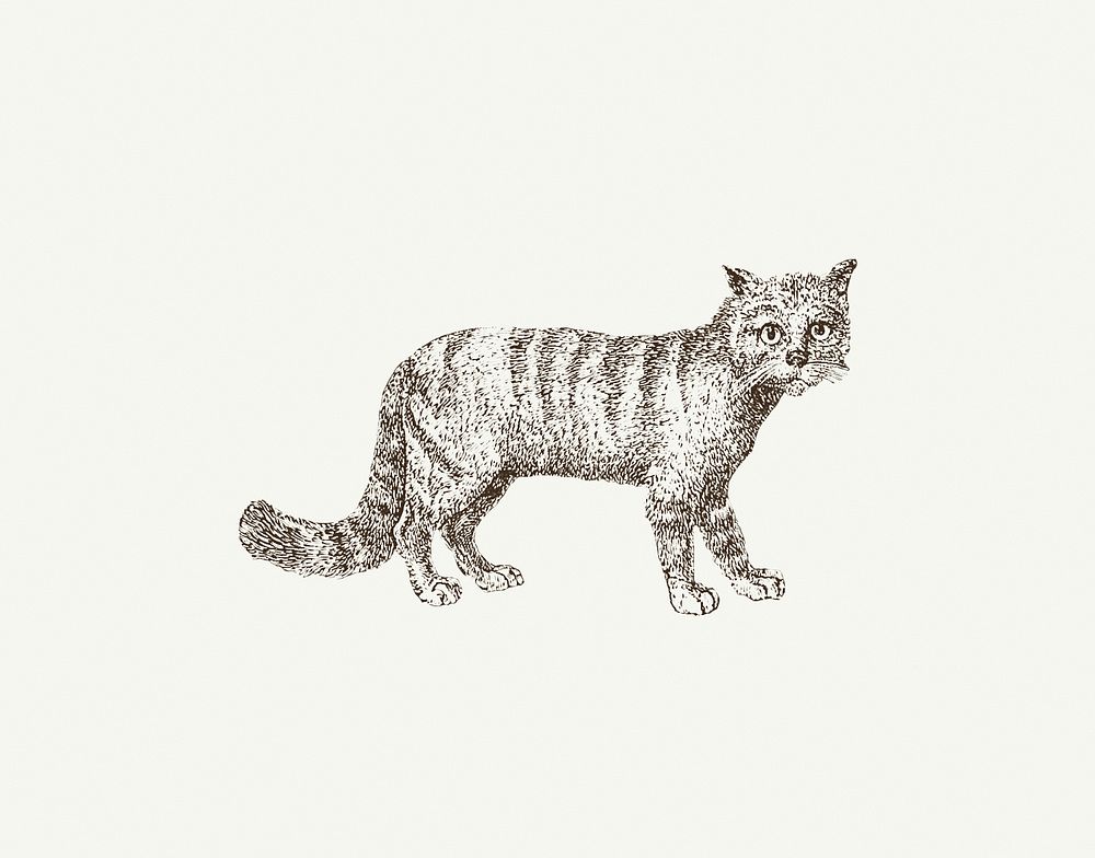 Drawing of a cat