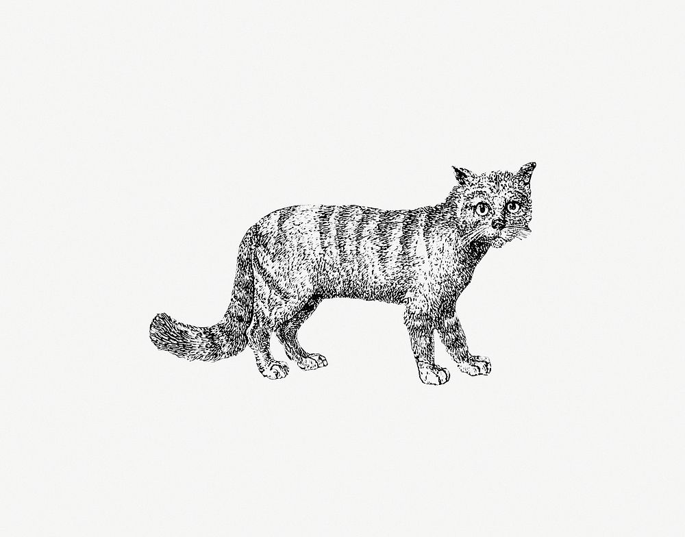 Cat published by William Blackwood & Sons (1840). Original from the British Library. Digitally enhanced by rawpixel.