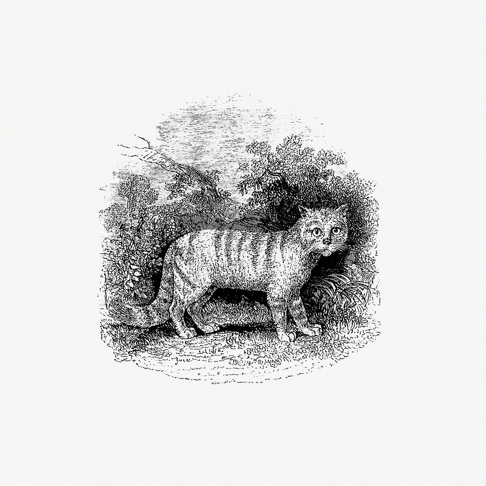 Cat published by William Blackwood & Sons (1840). Original from the British Library. Digitally enhanced by rawpixel.