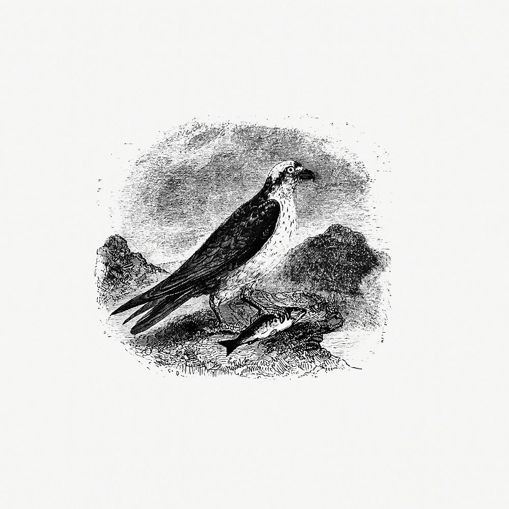 Water eagle published by William Blackwood & Sons (1840). Original from the British Library. Digitally enhanced by rawpixel.