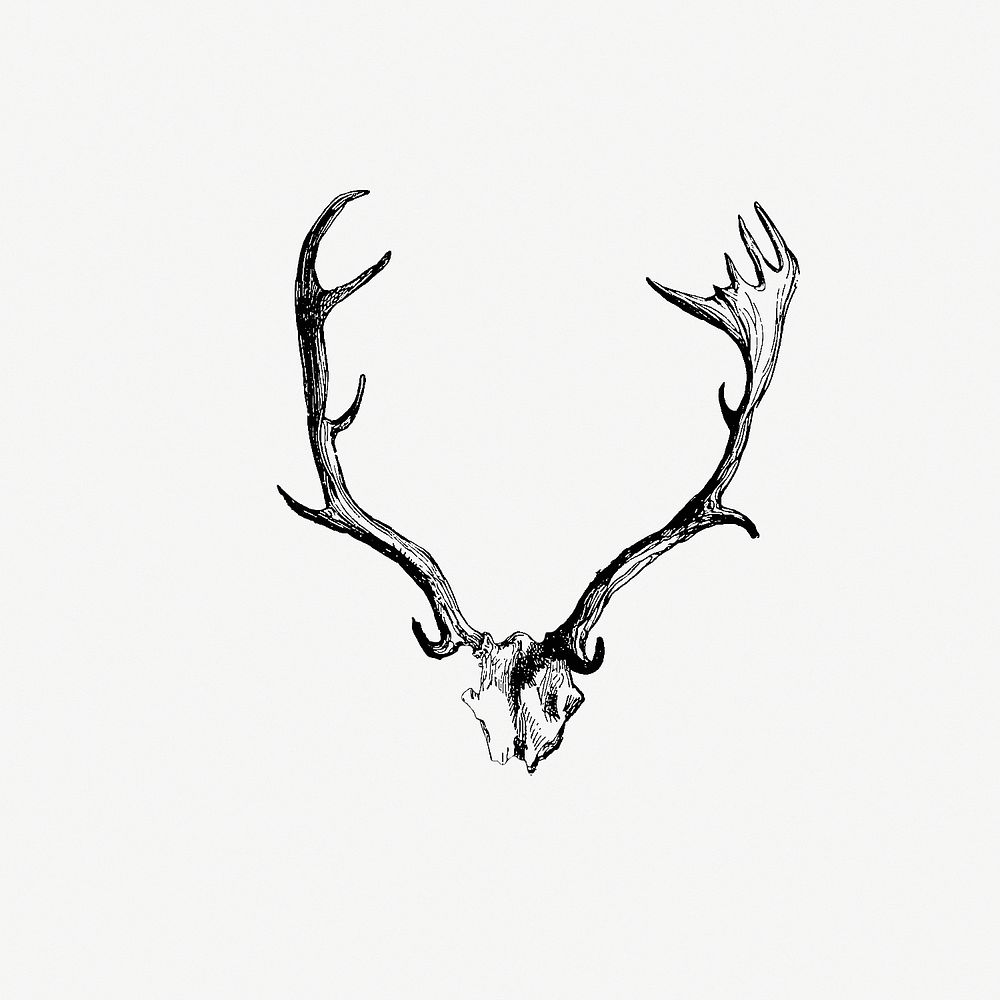 Drawing of deer horns