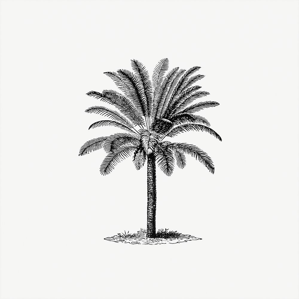 Drawing of a palm tree
