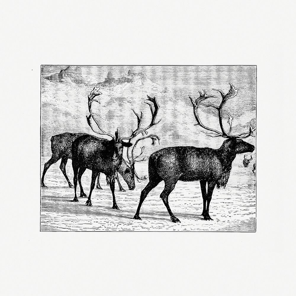 Drawing of reindeer herd