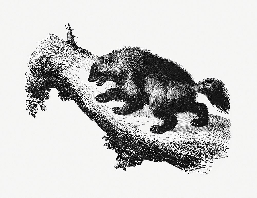Drawing of a wild Wolverine