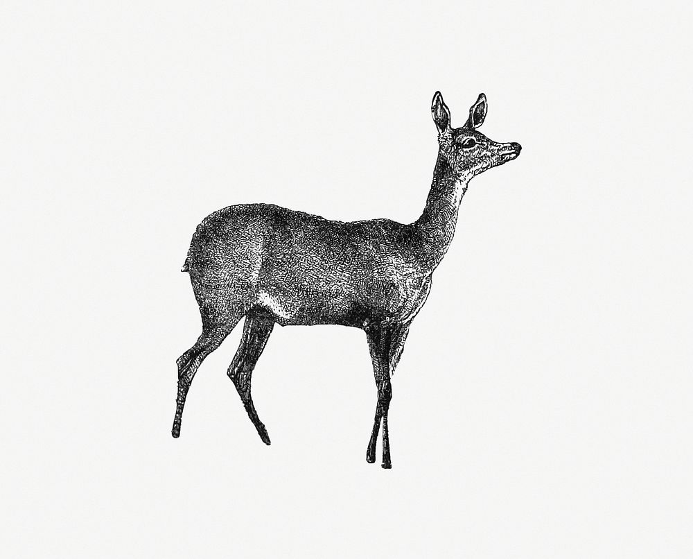 Drawing of a fawn deer