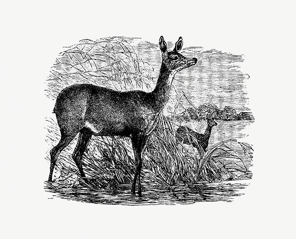 Doe deer from Great African Travellers, From Bruce And Mungo Park To Livingstone And Stanley... With.. Illustrations…