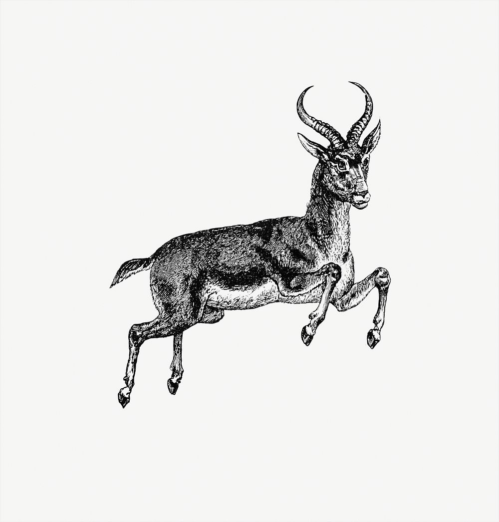Buck deer from Portuguese Expedition To Muatianvua. Ethnographie And Traditional History Of The People Of The Lunda ...…
