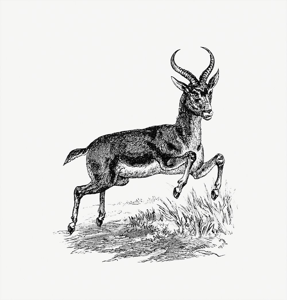 Buck deer from Portuguese Expedition To Muatianvua. Ethnographie And Traditional History Of The People Of The Lunda ...…