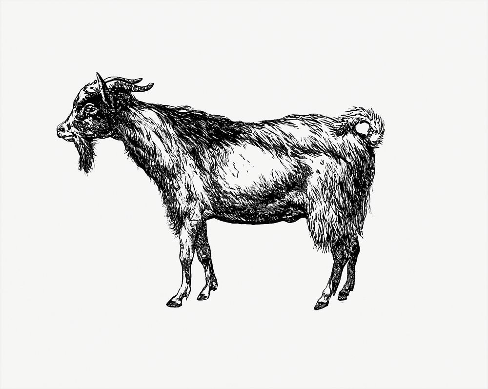 Goat from Portuguese Expedition To Muatianvua. Ethnographie And Traditional History Of The People Of The Lunda ... edited by…