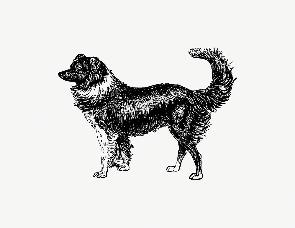 Drawing of a vintage dog | Premium PSD Illustration - rawpixel