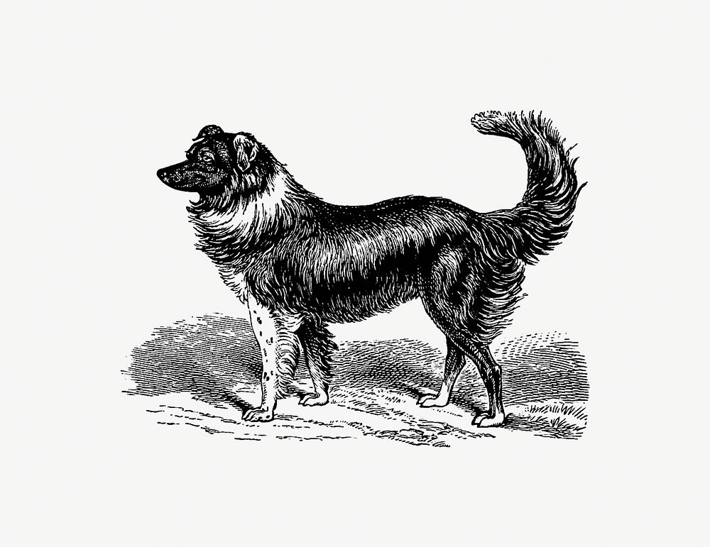 Dog from Kenneth McAlpine, A Tale Of Mountain, Moorland, And Sea published by S.W Partridge & Co. (1885). Original from the…