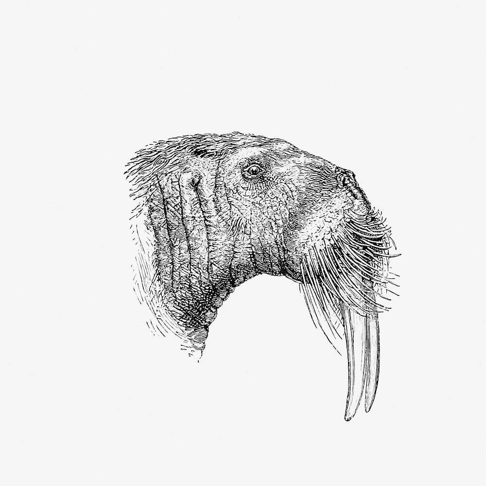 Drawing of a walrus