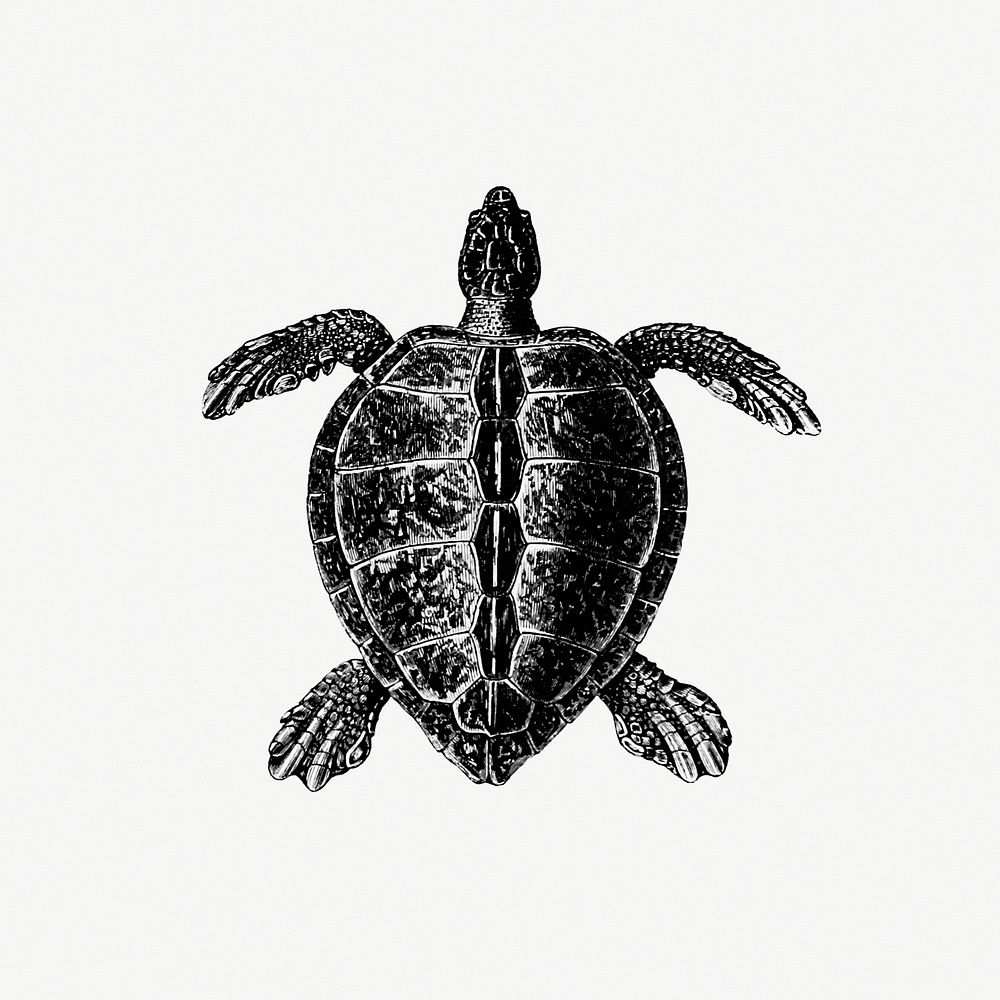 Vintage Victorian turtle engraving. Original from the British Library. Digitally enhanced by rawpixel.